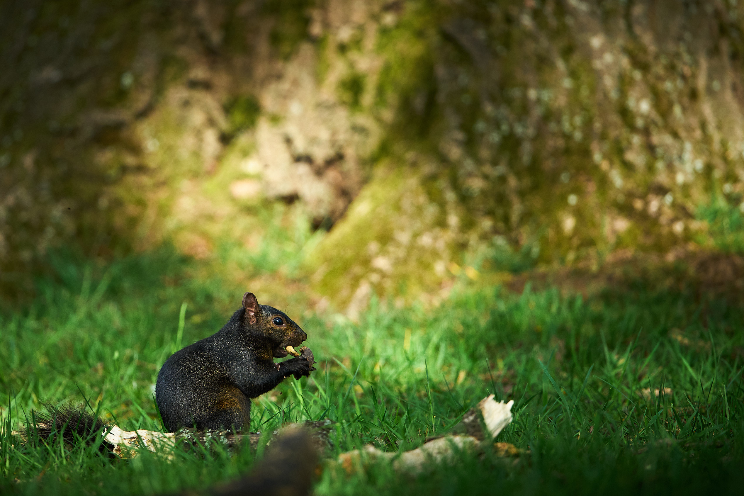 Black Squirrel with Nut
